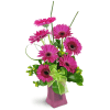 Happy Dance - Premium. An arrangement by Avenue Flowers and Gifts. Give them a gorgeous bouquet of Gerbera daisies, hypericum berries, snake...