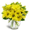 Daisy Dreams™ - Deluxe. An arrangement by Avenue Flowers and Gifts.