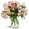 Lively Lilies™ - Standard. An arrangement by Avenue Flowers and Gifts. Classic pink and mauve alstroemeria are artistically arranged by hand and...